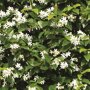 QuickHedge Sterjasmijnhaag blad